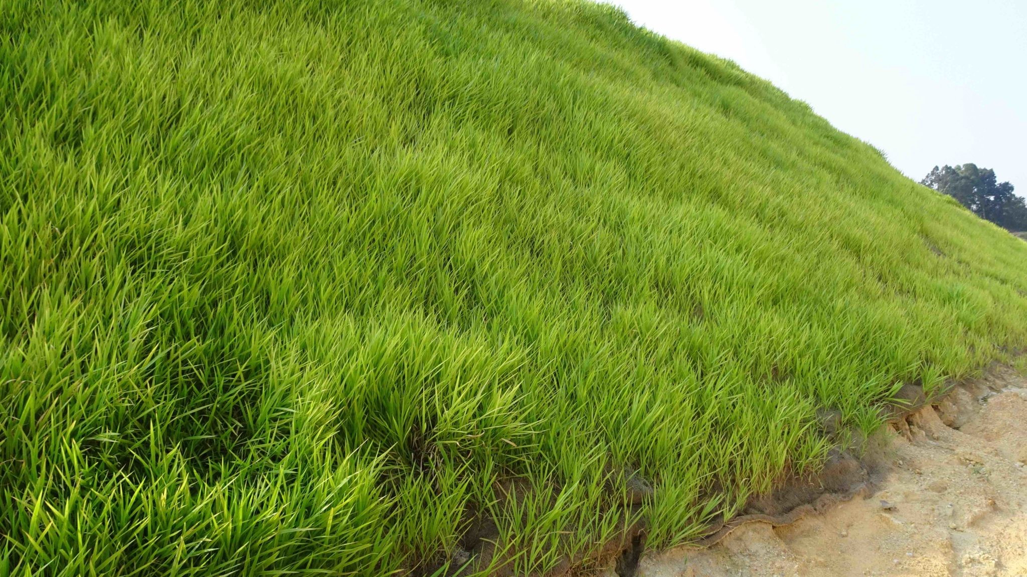 global-road-technology-erosion-control-engineering-grasses