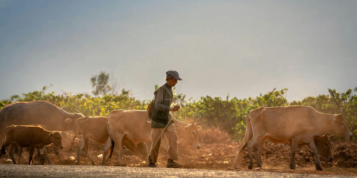 cattle dust impact