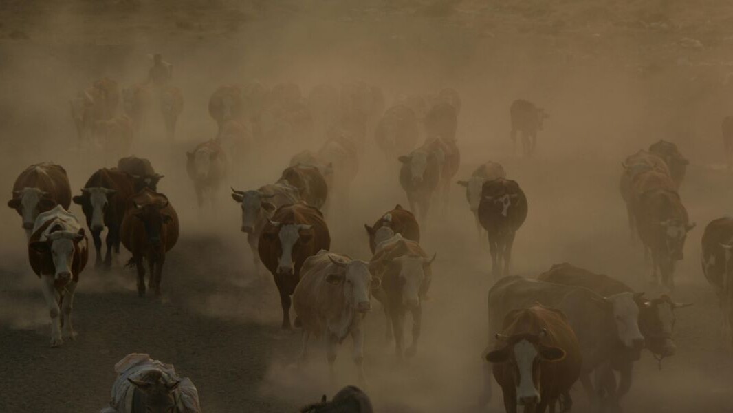 Dust impact on cattle