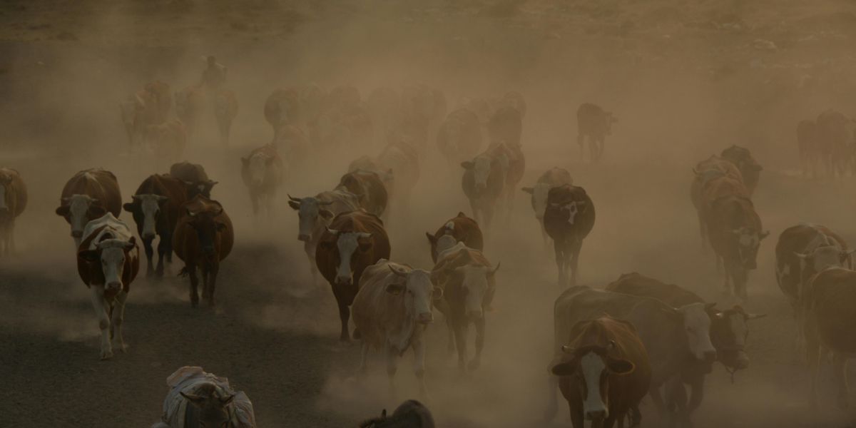 Dust impact on cattle